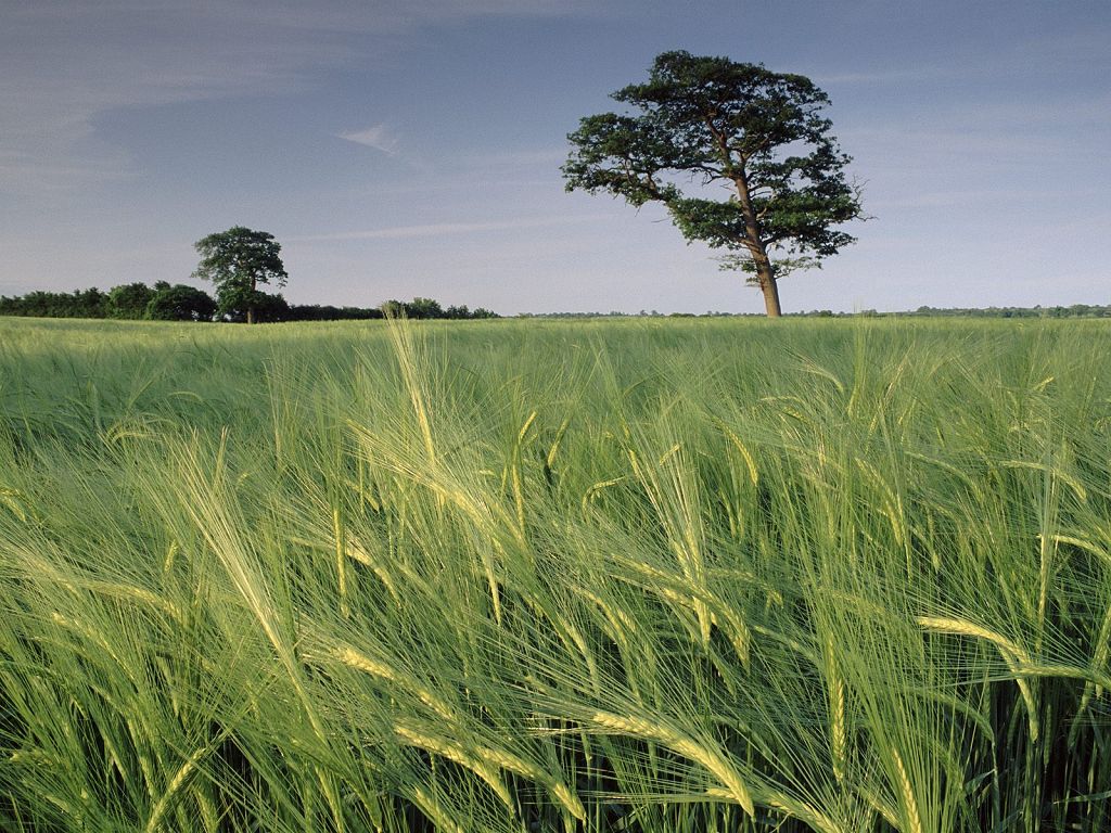FeldBarley%20Field,%20North%20Somerset,%20United%20Kingdom.jpg