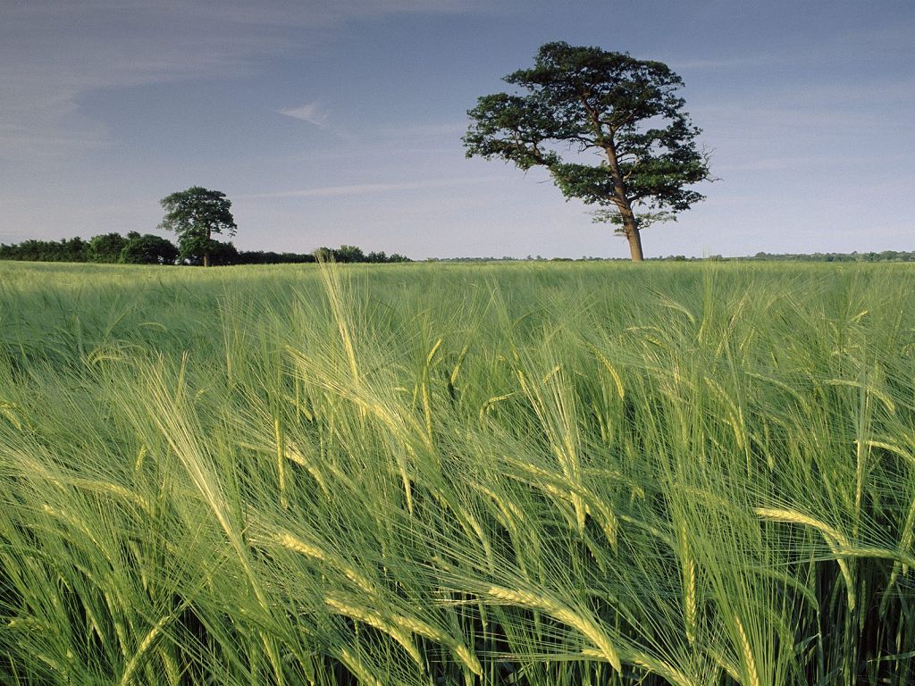 http://www.schwarzewolke.de/album/natur/feld/FeldBarley%20Field,%20North%20Somerset,%20United%20Kingdom.jpg